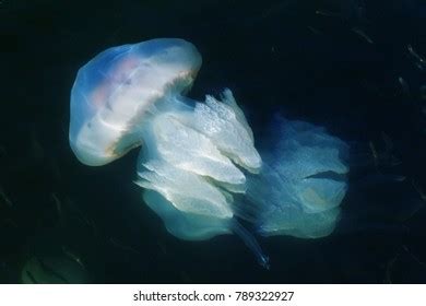  Rhizostoma Pulmo: This Ancient Creature, A Jellyfish With A Pulsating Bell And Powerful Tentacles, Will Leave You In Awe!