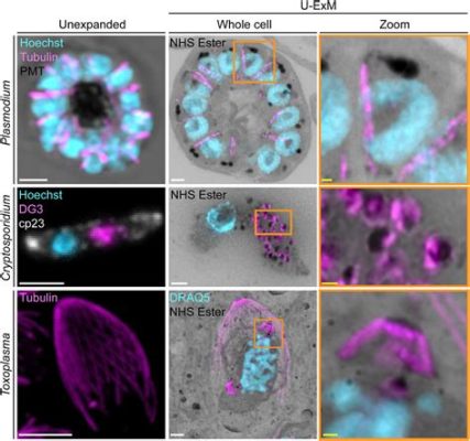  Apicomplexa!  Single-celled Parasites That Conquer Hosts With Exquisite Precision