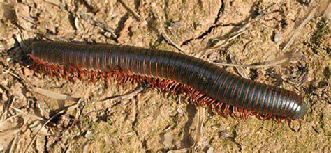  Attemillipede! An Ancient Arthropod With Thousands of Legs Crawling Through Time