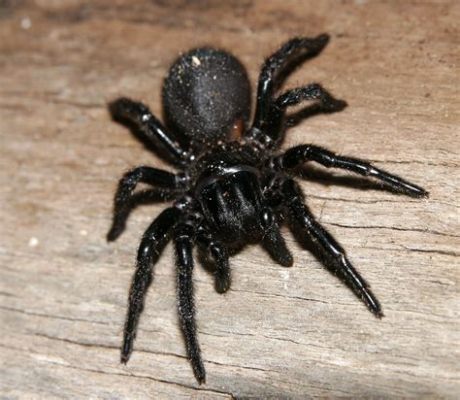   funnel-web spider 이 세상에서 가장 독이 강한 거미 중 하나인 것으로 알려져 있으니, 조심하세요!