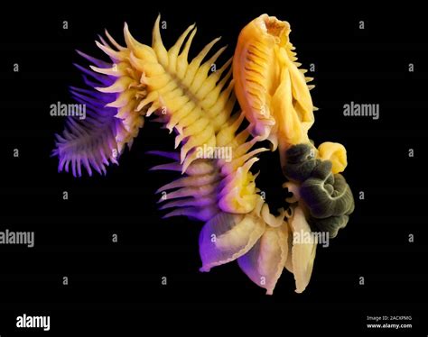  Chaetopterus!  An Enigmatic Marine Worm That Embraces a Nomadic Lifestyle and Exhibits Remarkable Burrowing Abilities