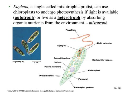  Euglena! The Intriguing Mixotroph: Mastering Photosynthesis One Day, Savoring Organic Matter the Next