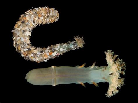  Owenia! Can This Tiny Worm Really Transform Ocean Sediment into Gold?