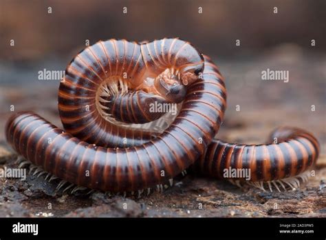   Umbrella Millipede: With Countless Legs, It Moves Slowly But Surely Across Damp Forest Floors!