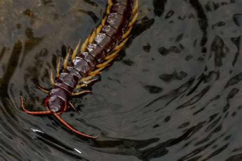  Urodeles!  Are You Ready to Meet These Bizarre Centipede Relatives With Many Legs