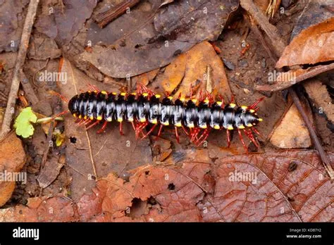  Yellow-Spotted Millipede, A Curious Creature Crawling with Hundreds of Legs!